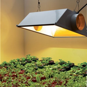 Plant Lamps at Home Depot