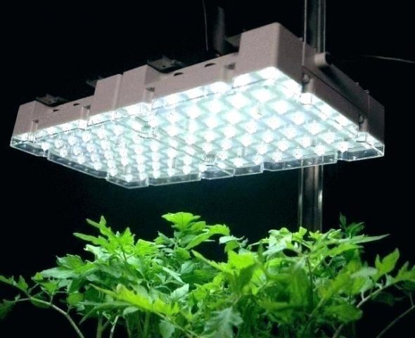 grow light plant